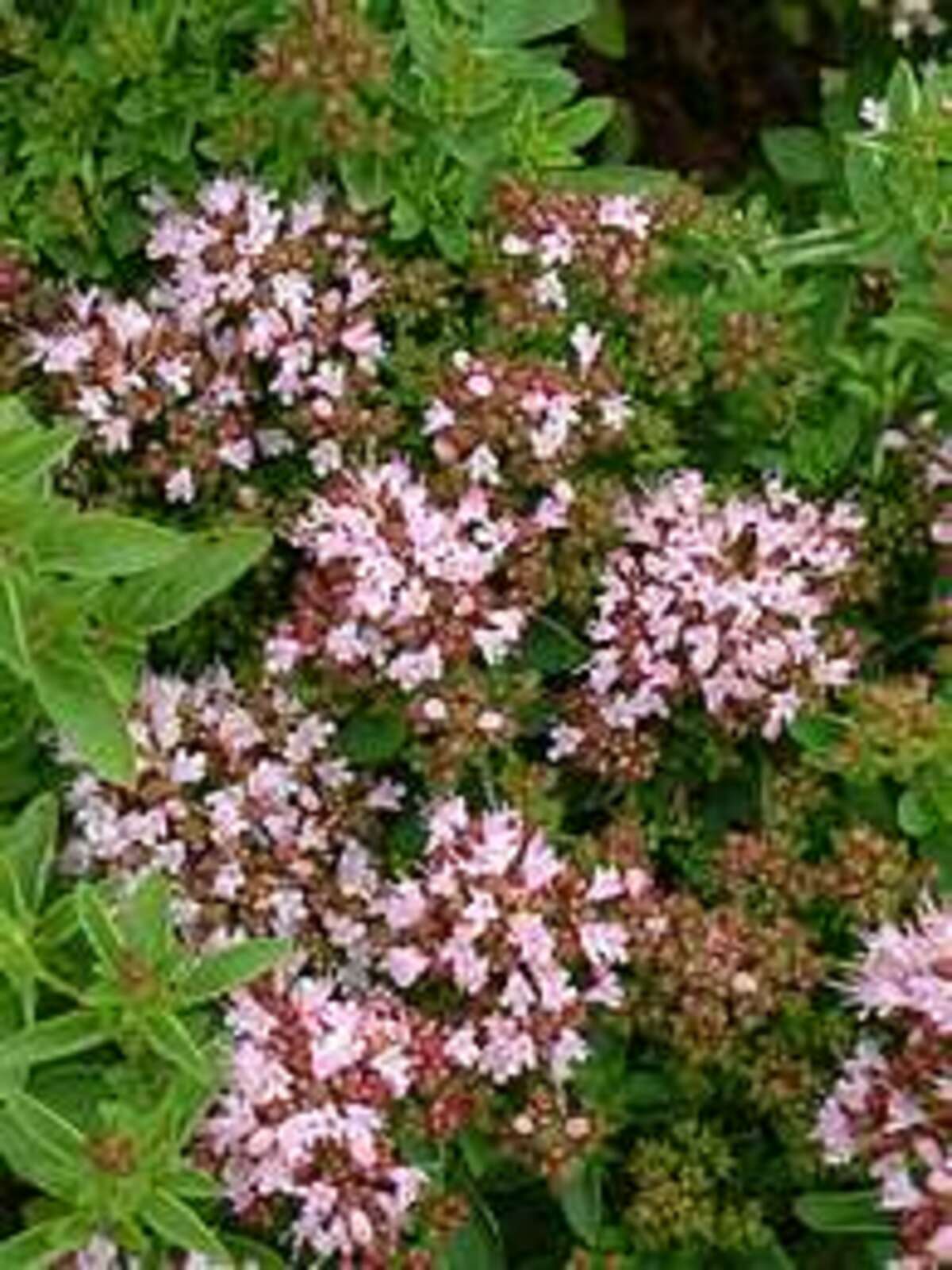 The Beth Chatto Gardens - O - R > Origanum > Origanum Vulgare 'compactum'