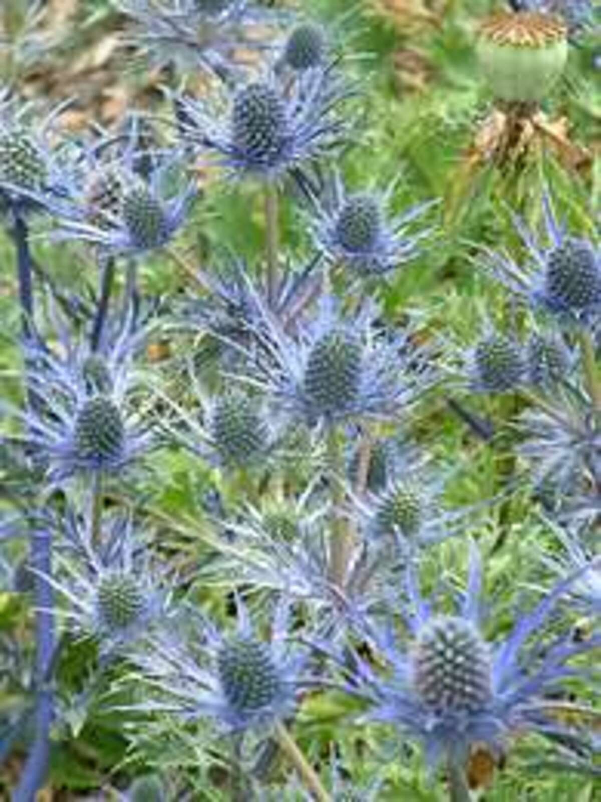 The Beth Chatto Gardens E H > Eryngium > Eryngium x zabelii