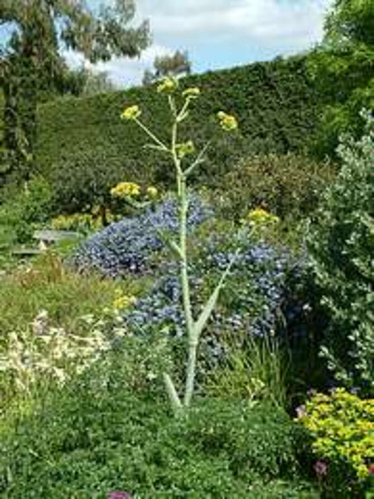 Ferula; ferule