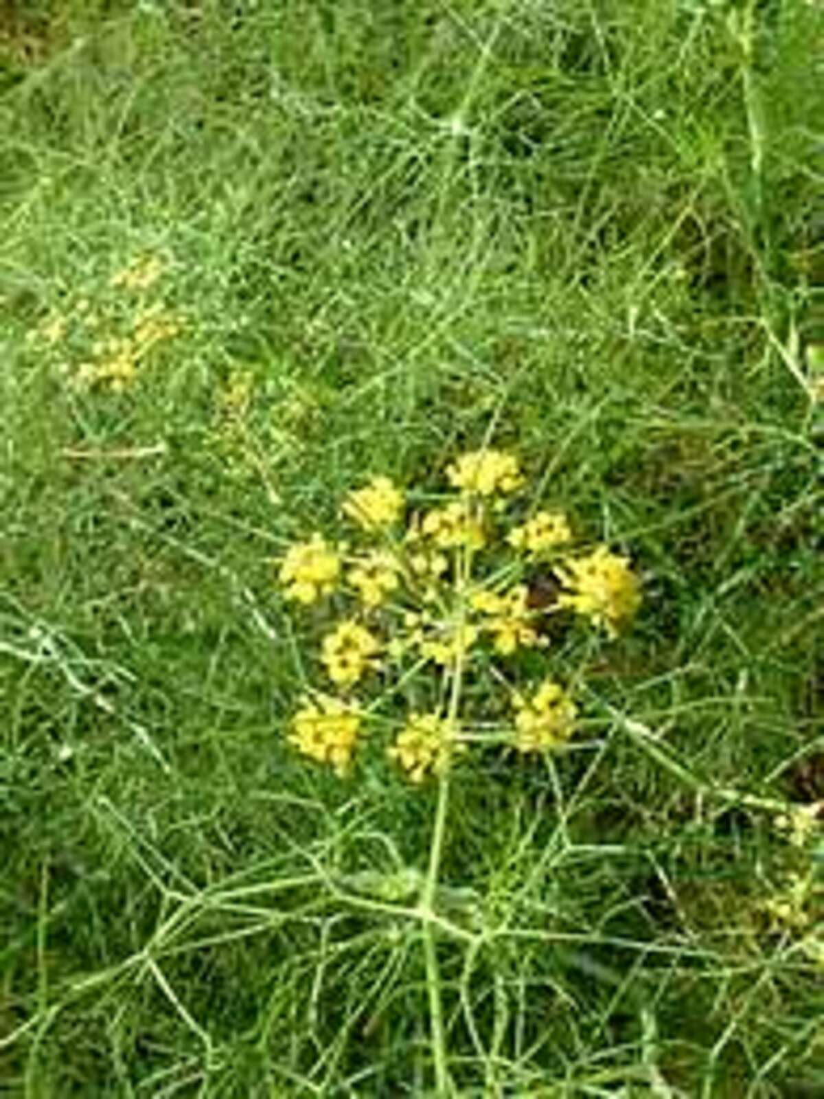 The Beth Chatto Gardens - E - H > Foeniculum > Foeniculum vulgare