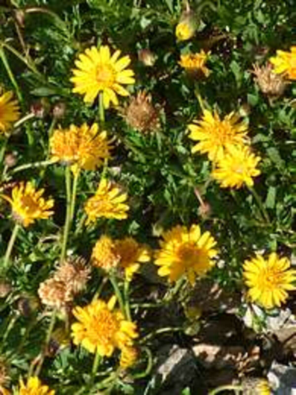 Haplopappus glutinosus The Beth Chatto Gardens