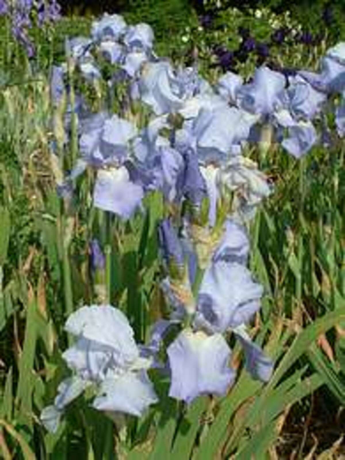 54+ Jane Philip Iris Pflanze, The flowers are held well on tall