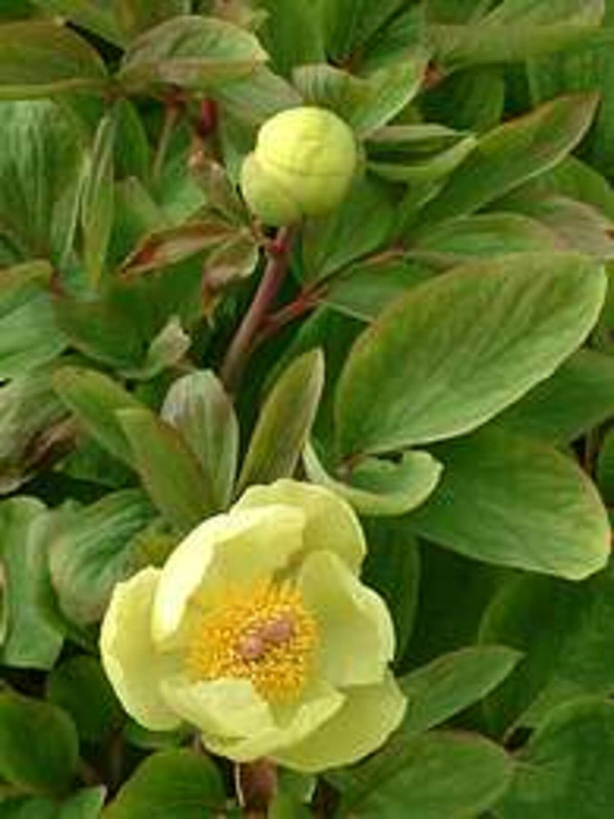 The Beth Chatto Gardens - O - R > Paeonia > Paeonia mlokosewitschii