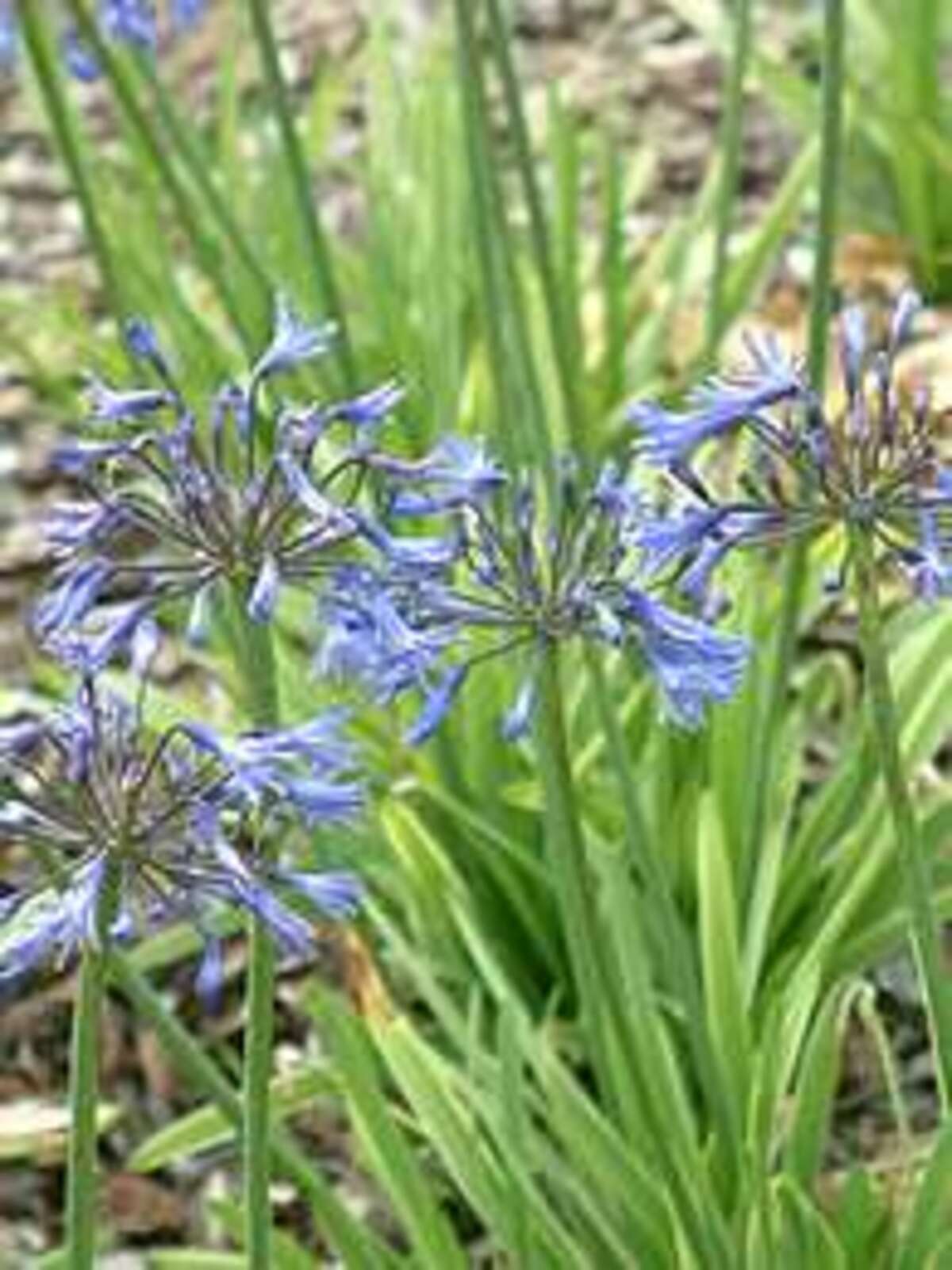 the beth chatto gardens a b gt agapanthus gt agapanthus the beth chatto gardens a b gt agapanthus gt agapanthus