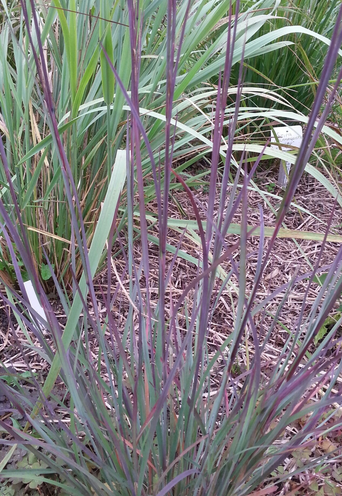 Schizachyrium Scoparium Blue Heaven