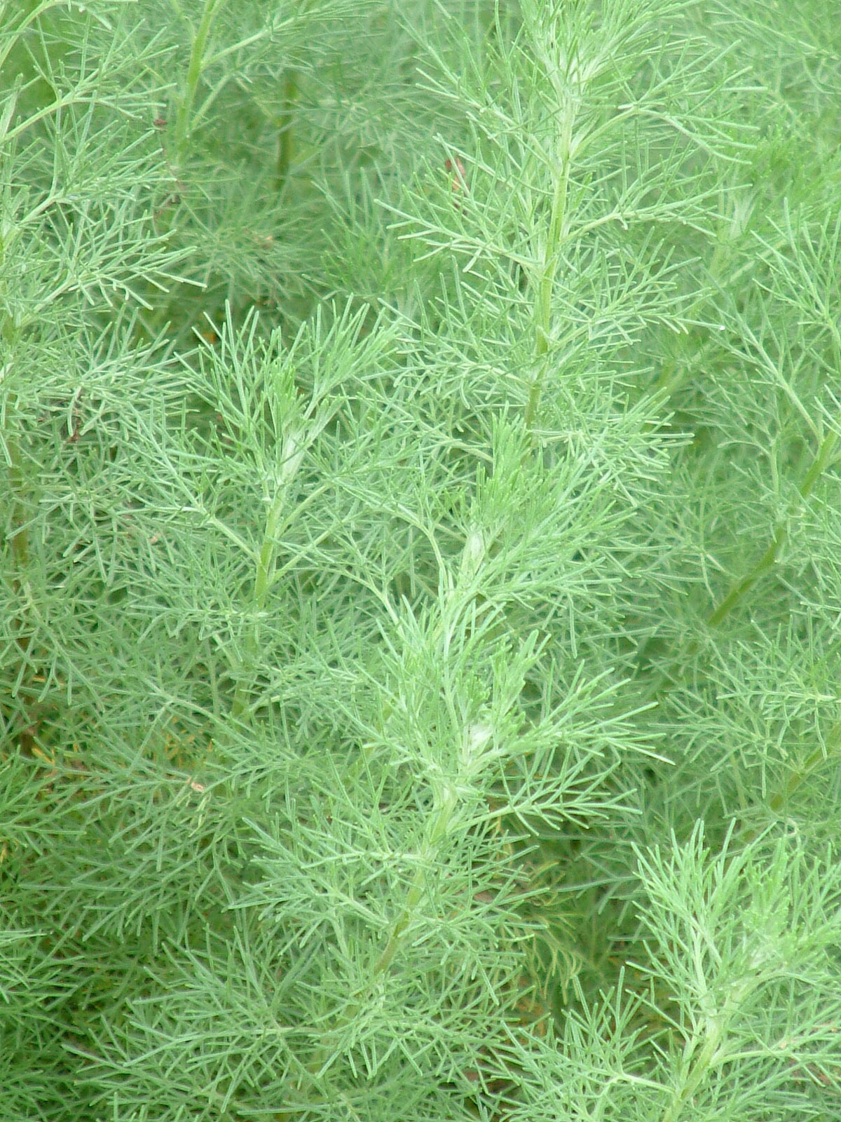 Древовидная Полынь Artemisia abrotanum
