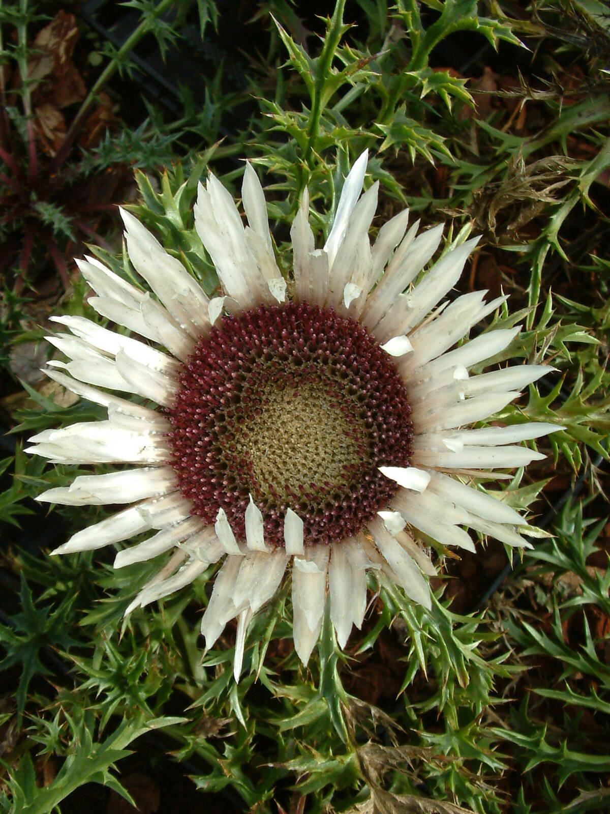 Carlina acaulis subsp. simplex The Beth Chatto Gardens