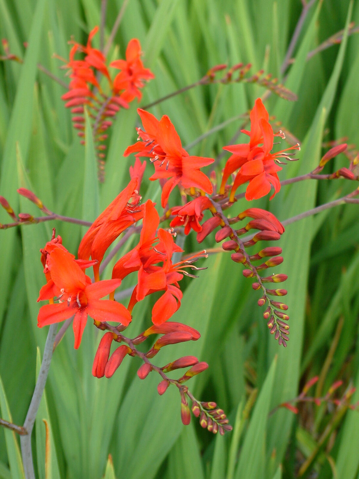 Crocosmia 'Lucifer' - The Beth Chatto Gardens