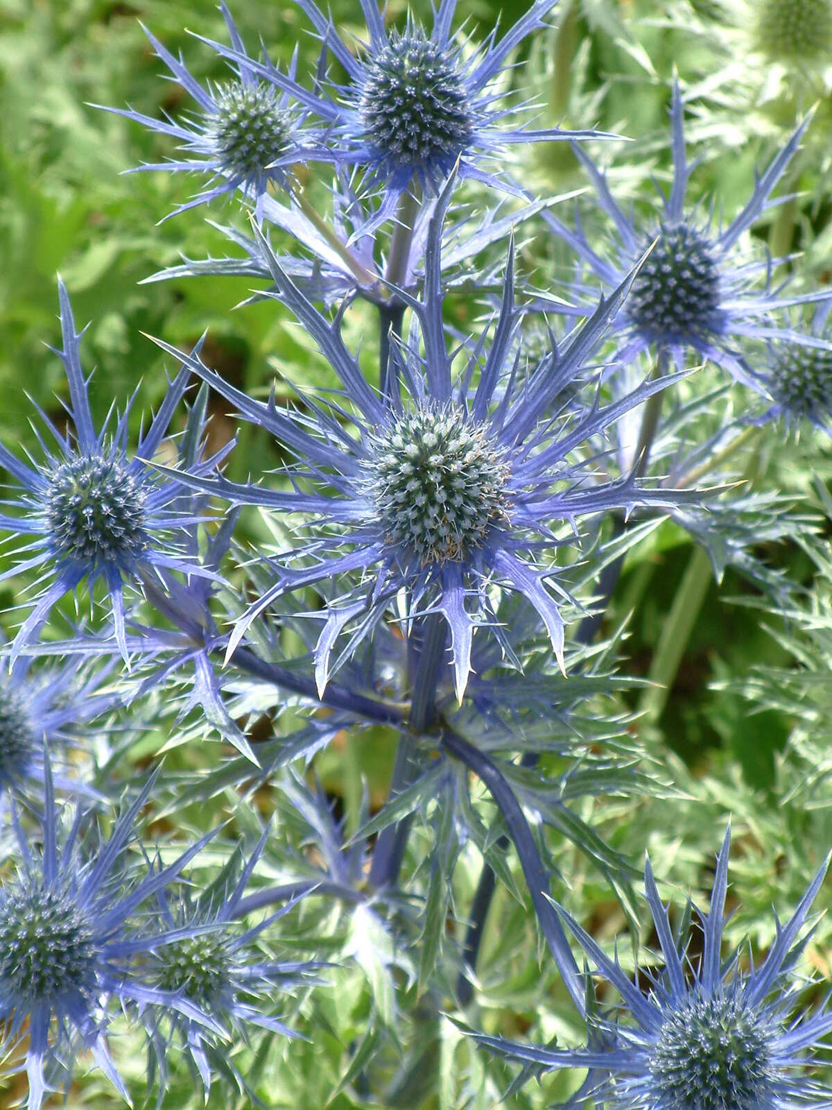 Eryngium > Eryngium x Zabelii The Beth Chatto Gardens