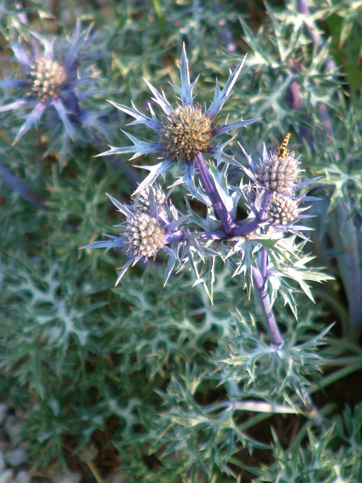 Eryngium > Eryngium Bourgatii - The Beth Chatto Gardens