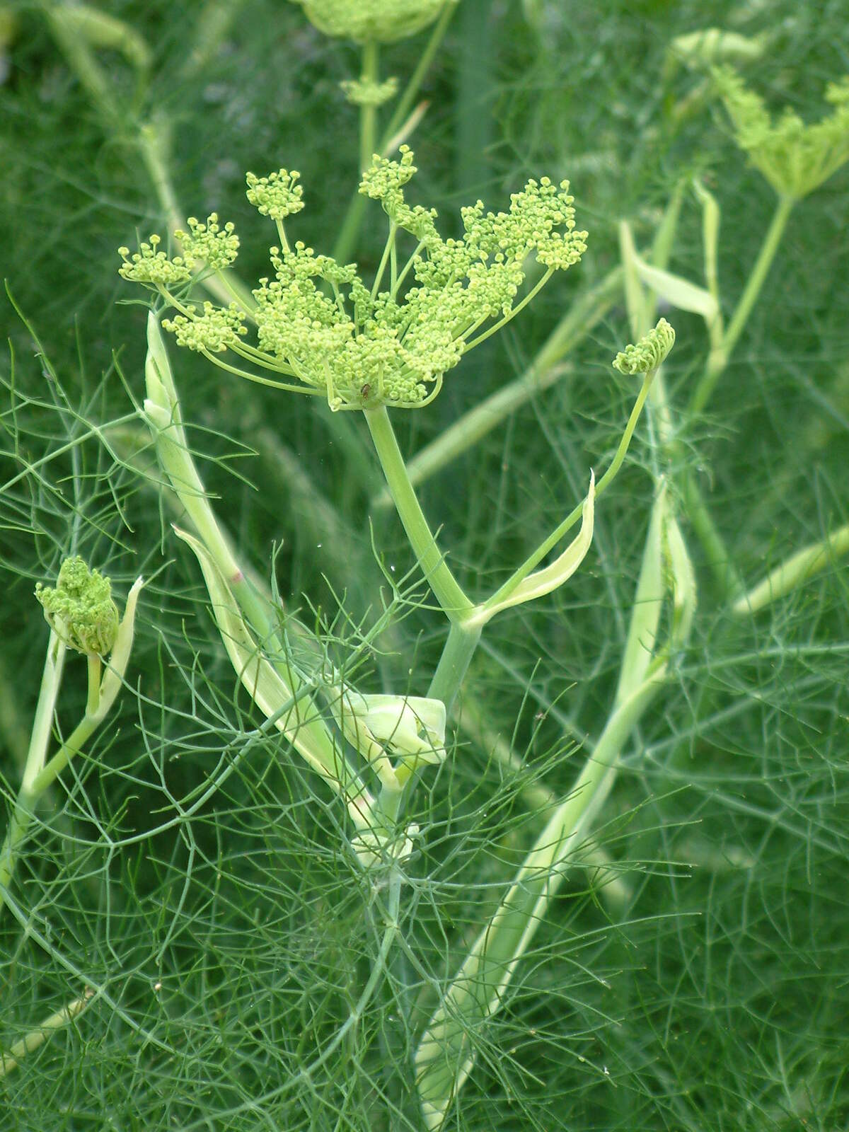 fennel-health-benefits-and-side-effects-herbalism-herbs-herbal