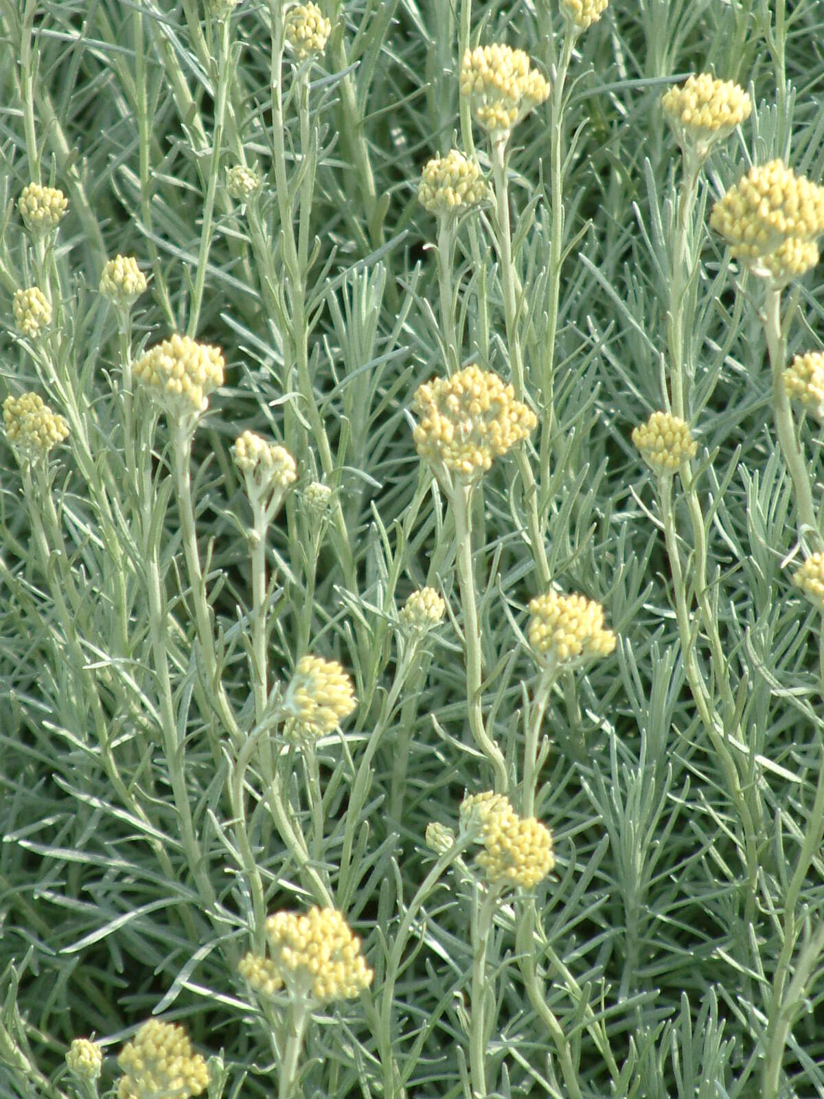 helichrysum italicum