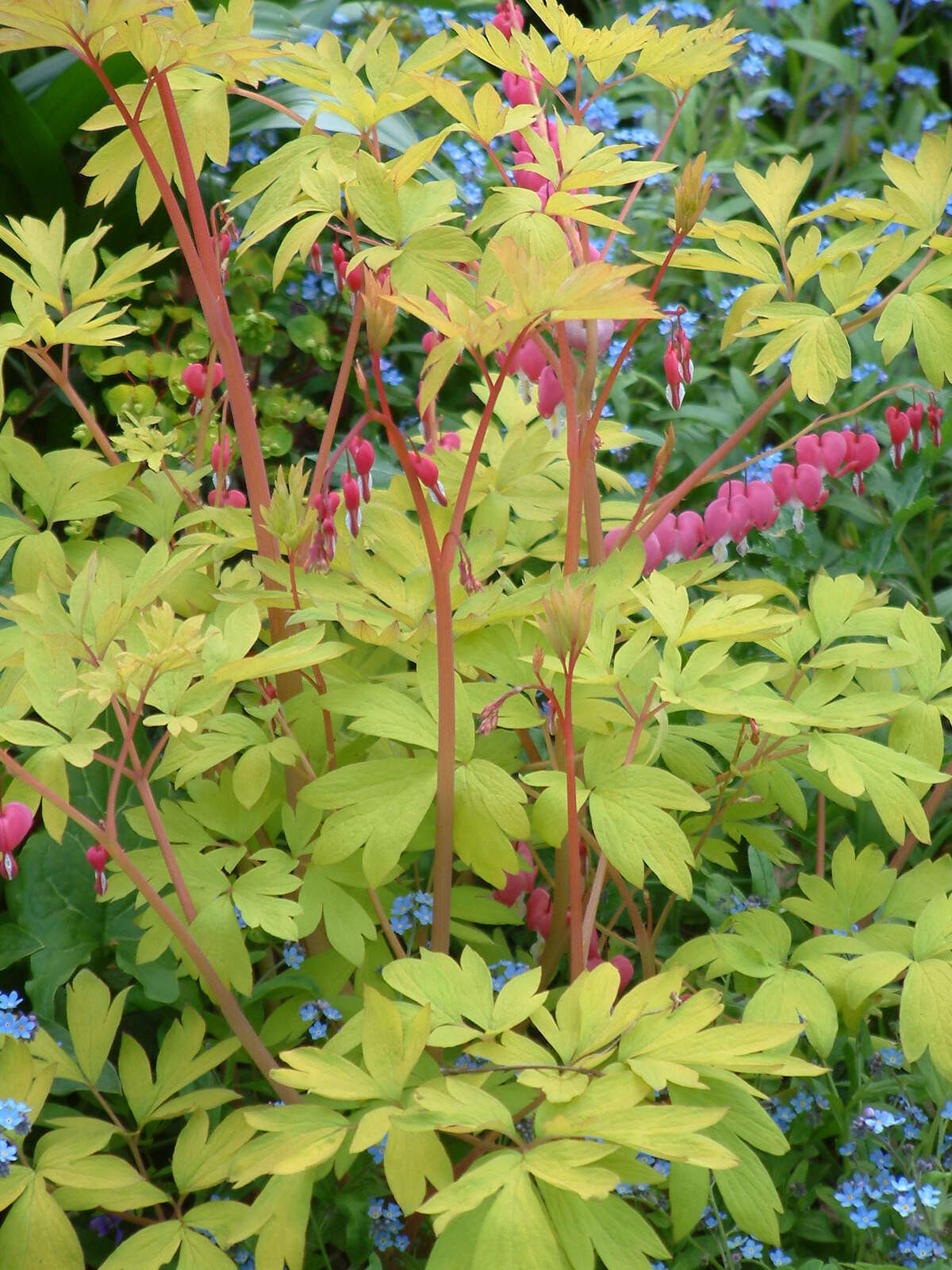 Lamprocapnos 'Gold Heart' The Beth Chatto Gardens