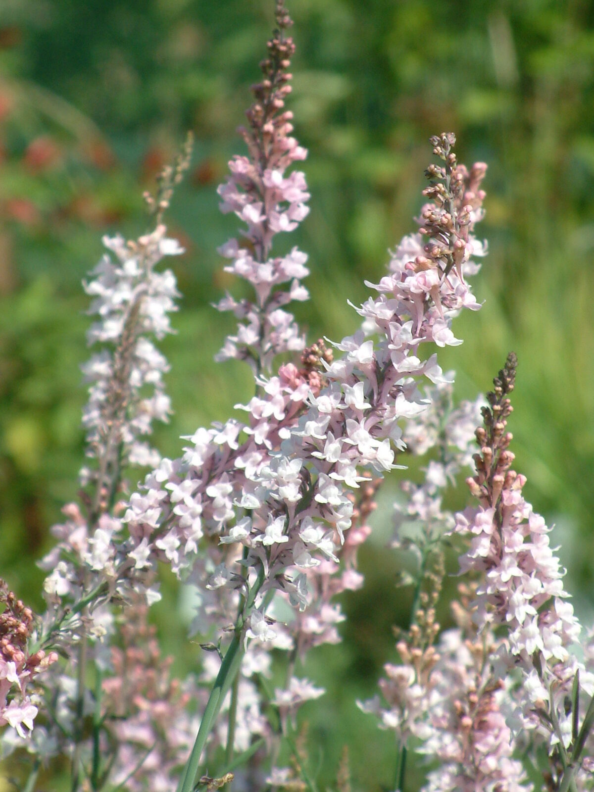 Linaria purpurea �Canon Went� The Beth Chatto Gardens