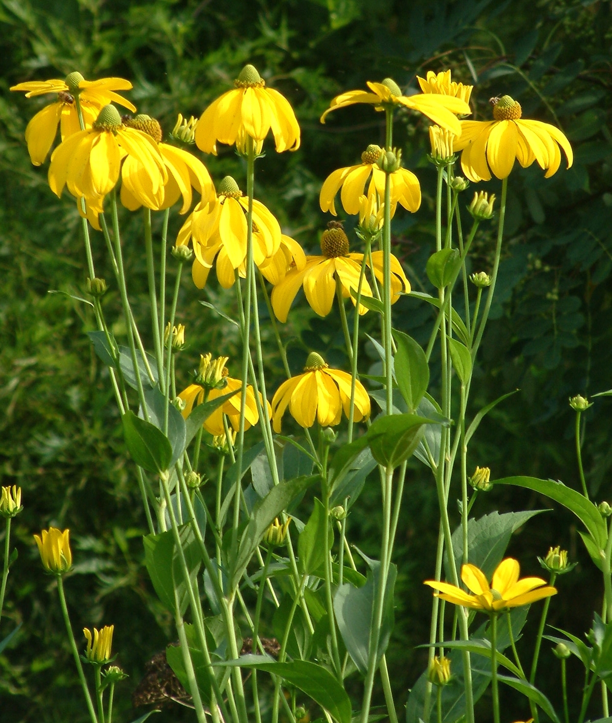 Rudbeckia laciniata ‘Herbstsonne’ - The Beth Chatto Gardens