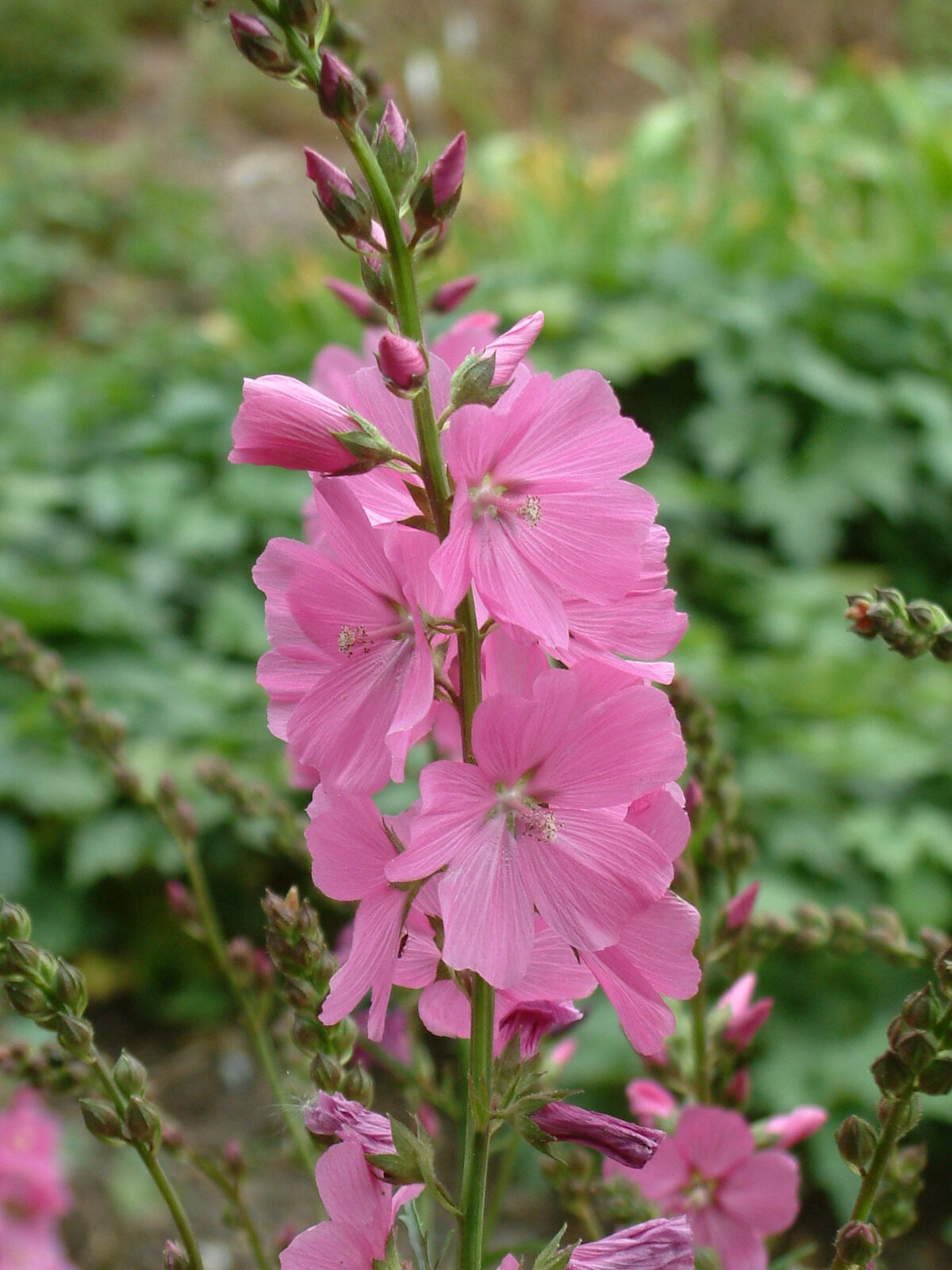 Sidalcea ‘Rose Queen’ - The Beth Chatto Gardens