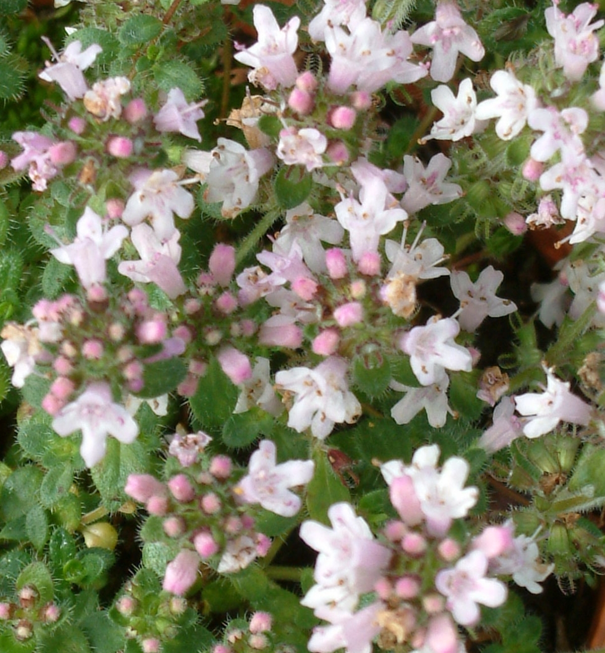 Thymus serpyllum 'Pink Chintz' The Beth Chatto Gardens