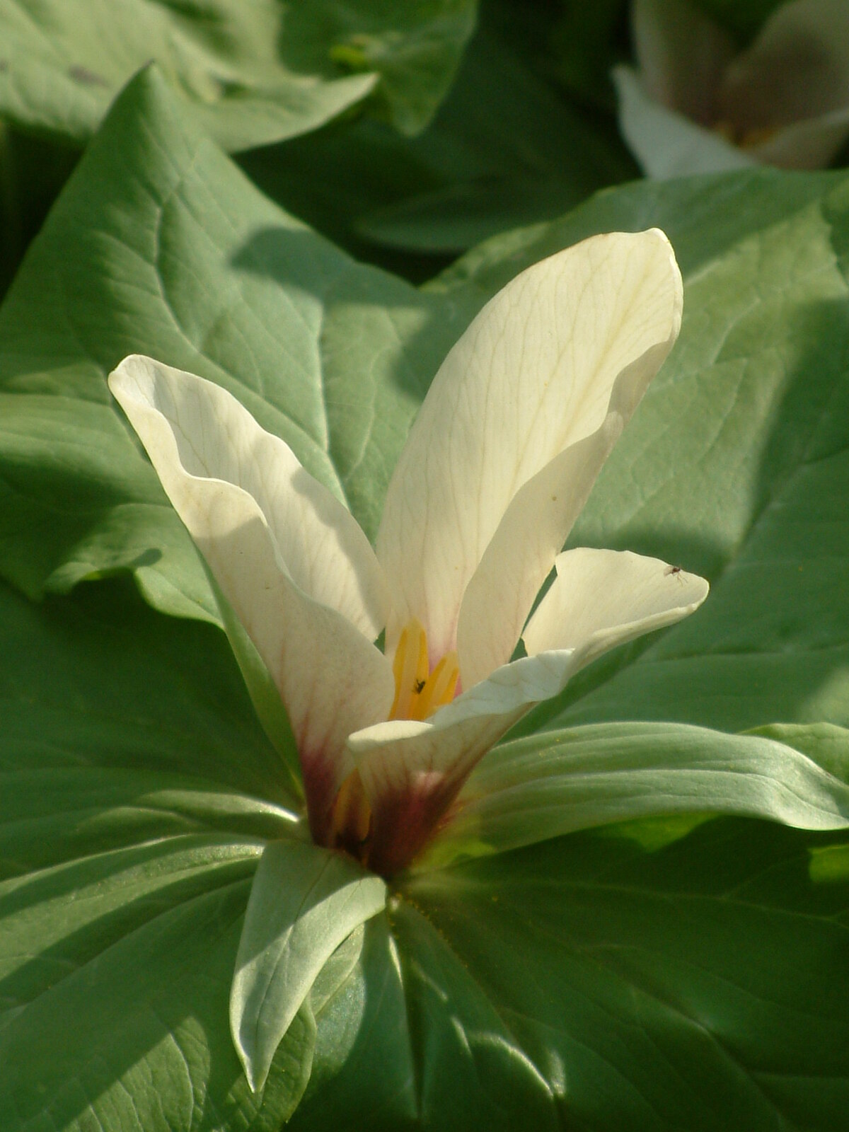 Trillium chloropetalum white The Beth Chatto Gardens