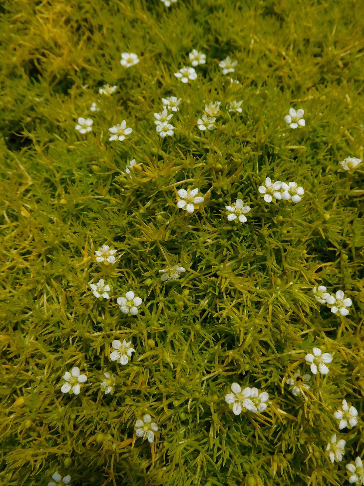 Sagina subulata var. glabrata 'Aurea' The Beth Chatto Gardens