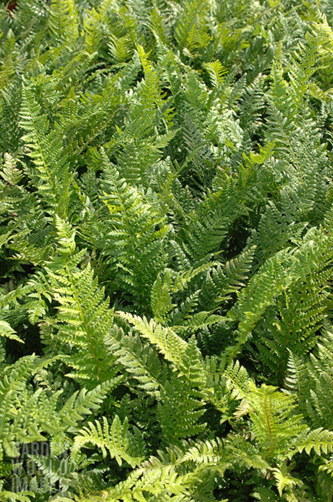 Polystichum aculeatum - The Beth Chatto Gardens