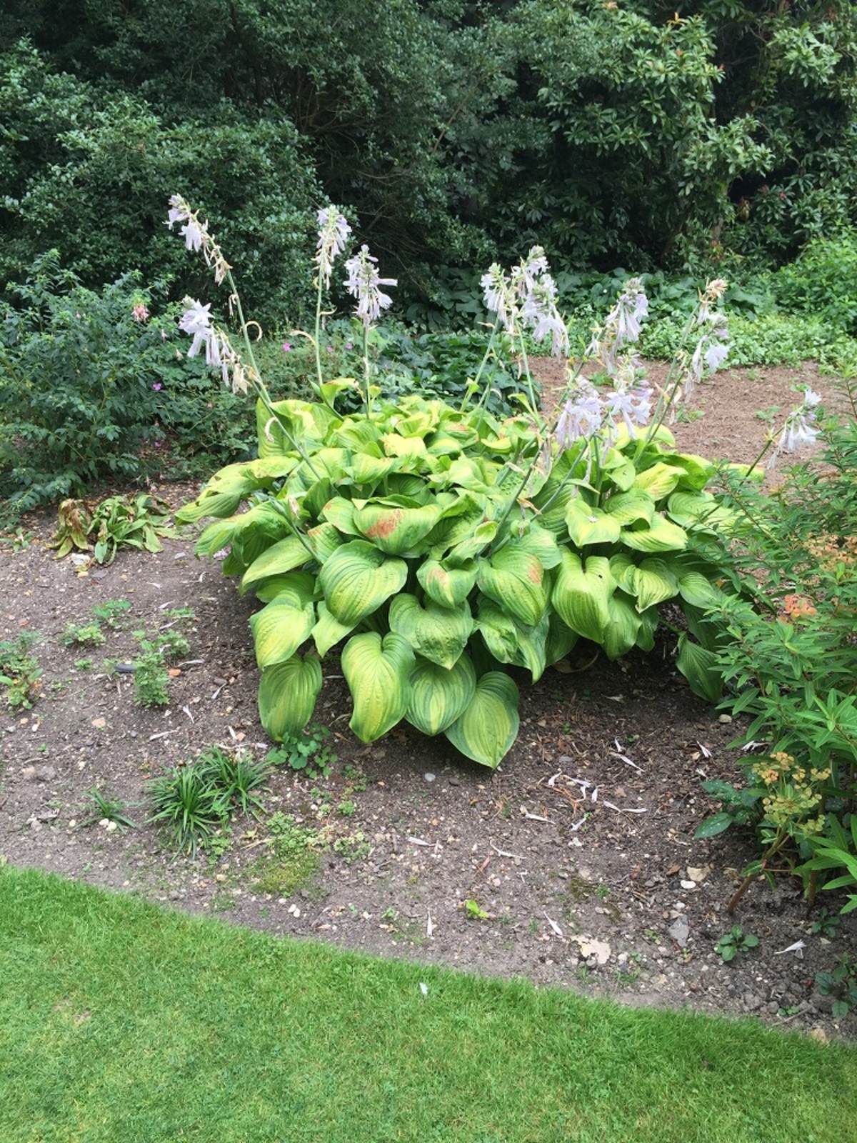 Hosta > Hosta 'Guacamole' The Beth Chatto Gardens