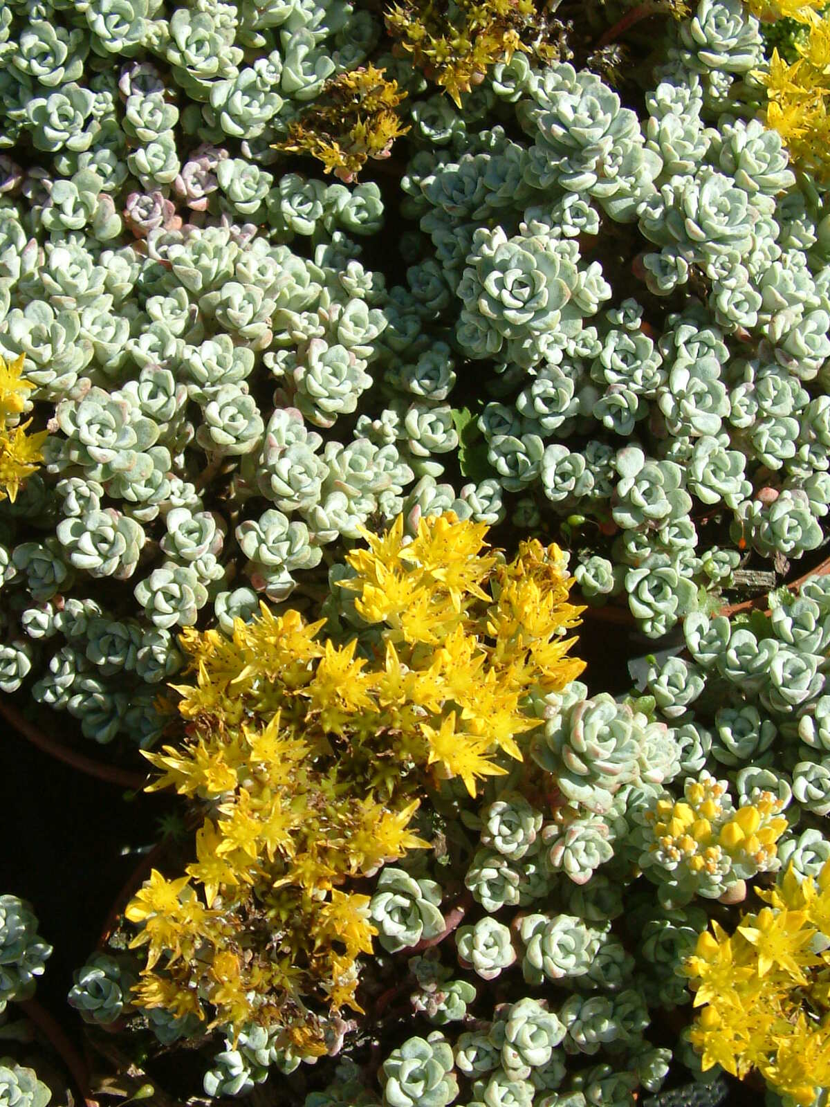 Sedum spathulifolium 'Cape Blanco' The Beth Chatto Gardens