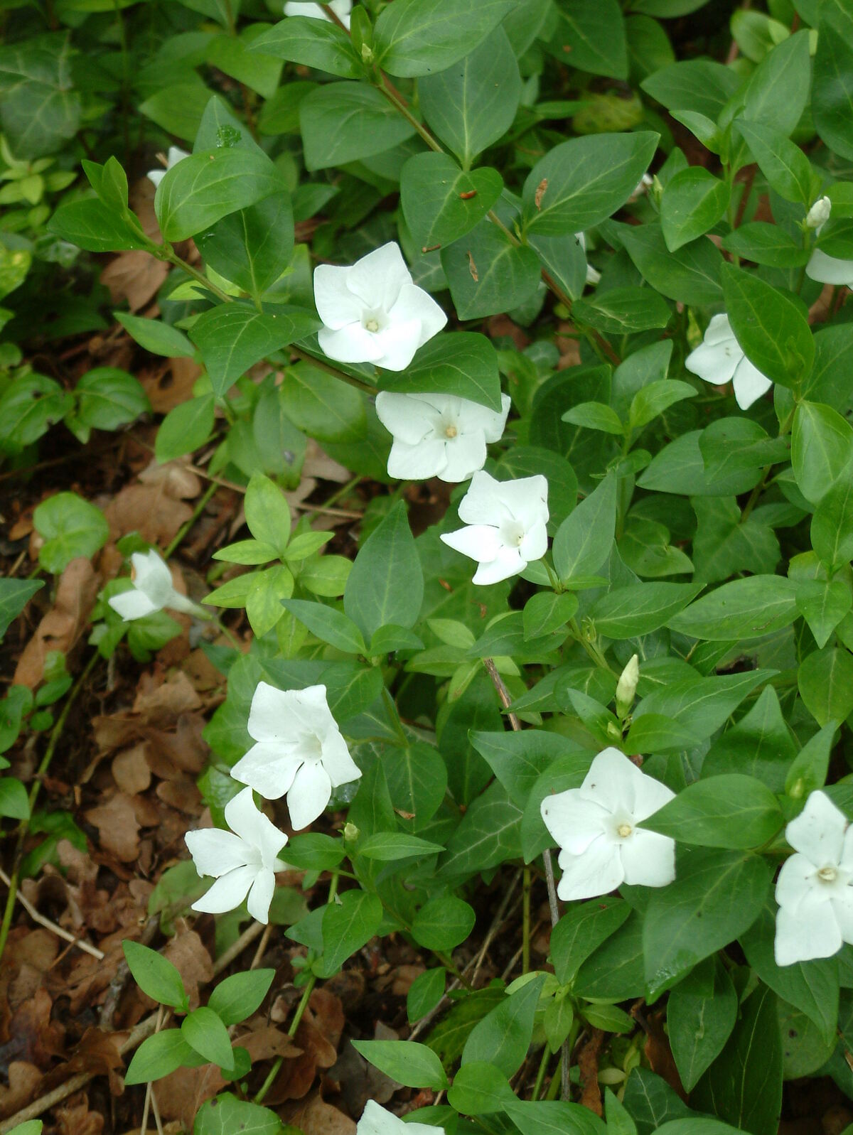 S Z > Vinca > Vinca minor f. alba The Beth Chatto Gardens