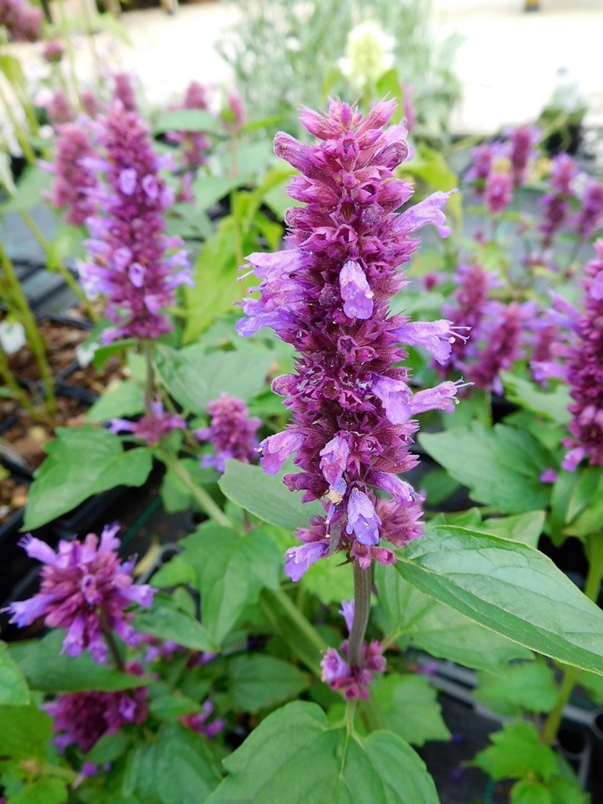 Agastache 'Blue Boa' The Beth Chatto Gardens