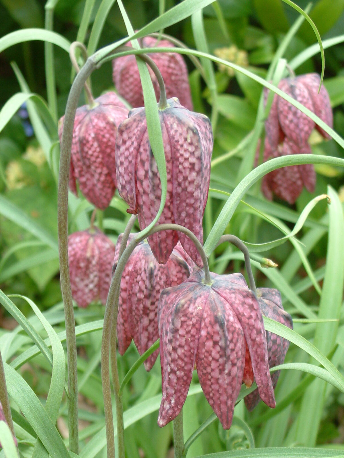 Fritillaria Meleagris - The Beth Chatto Gardens