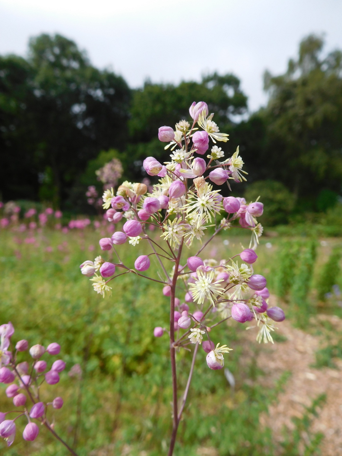 Thalictrum Elin The Beth Chatto Gardens