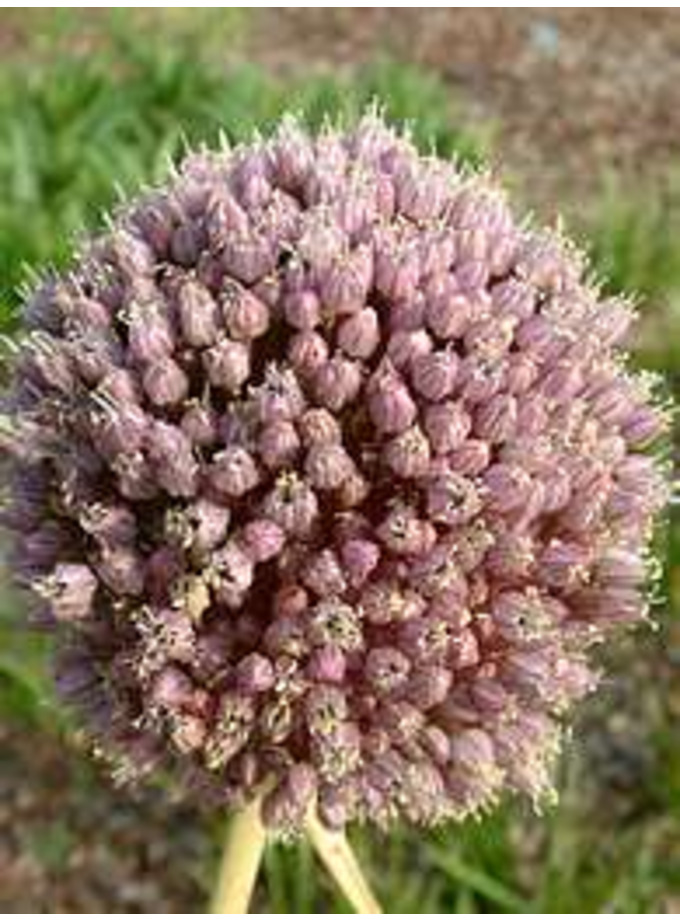 The Beth Chatto Gardens A B > Allium > Allium ampeloprasum