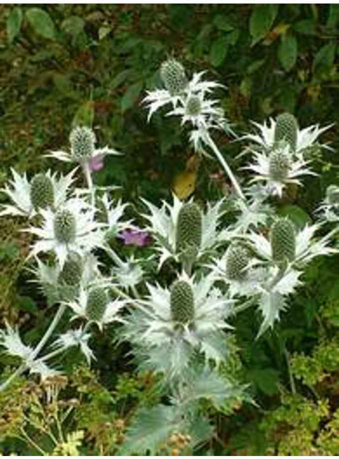 The Beth Chatto Gardens E H > Eryngium > Eryngium giganteum