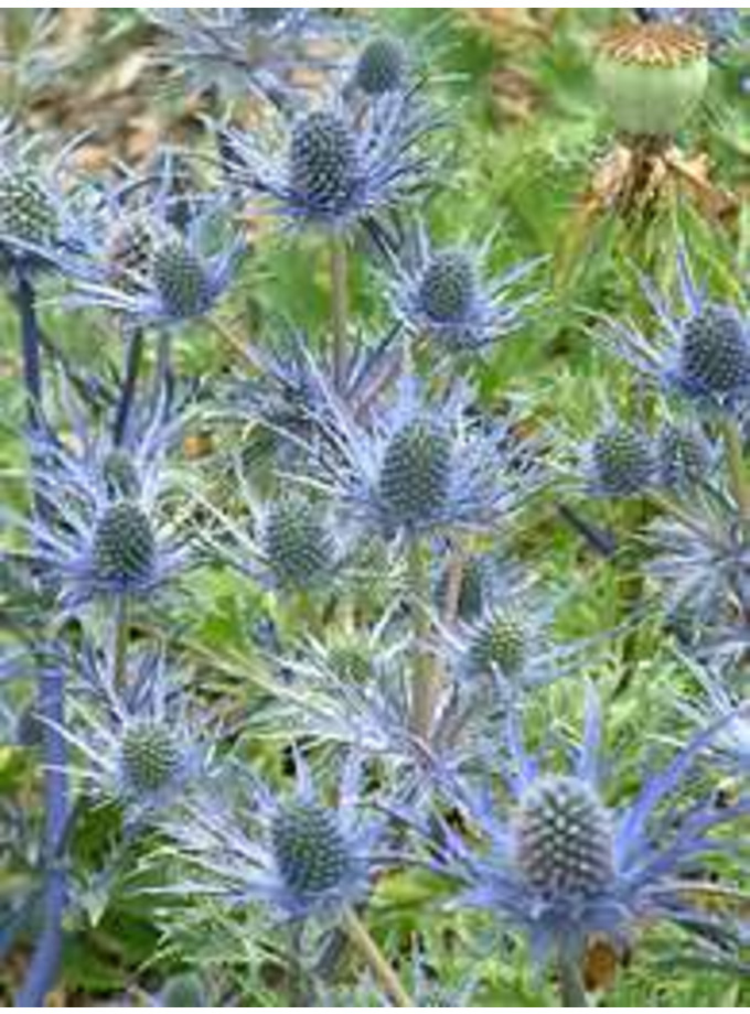 The Beth Chatto Gardens E H > Eryngium > Eryngium x zabelii