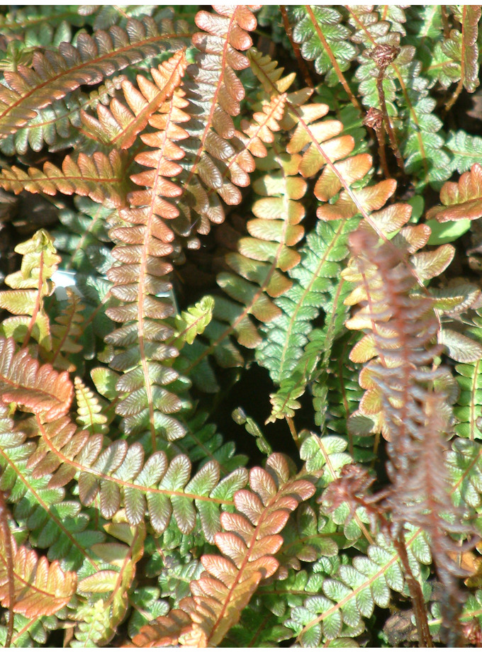 home plants for shade plants for shade delivery returns free click 