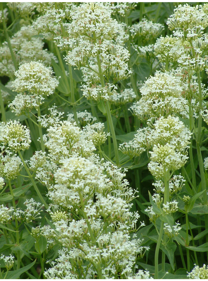 Centranthus ruber 'Albus' The Beth Chatto Gardens