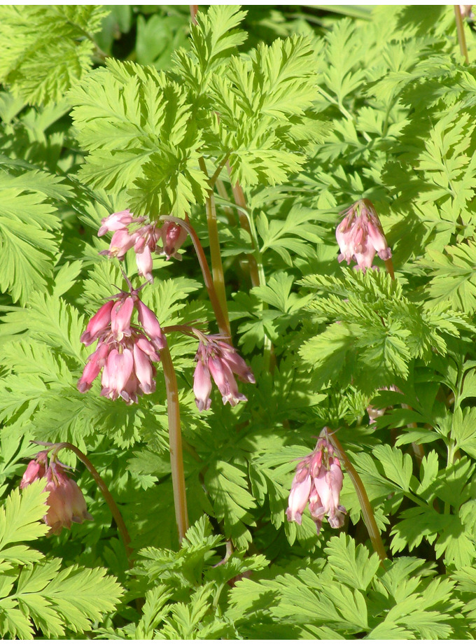 Dicentra formosa 'Spring Gold' The Beth Chatto Gardens