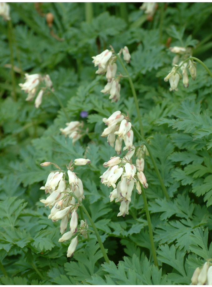 Plants for shade > Dicentra 'Langtrees' The Beth Chatto Gardens