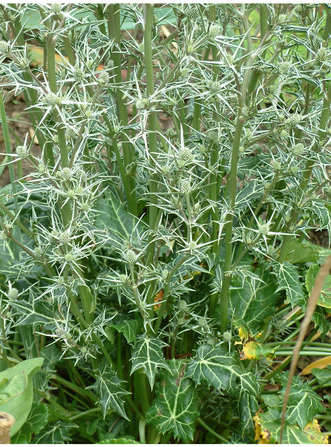 Eryngium variifolium The Beth Chatto Gardens