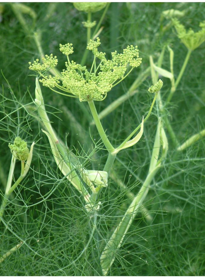 Foeniculum vulgare - The Beth Chatto Gardens