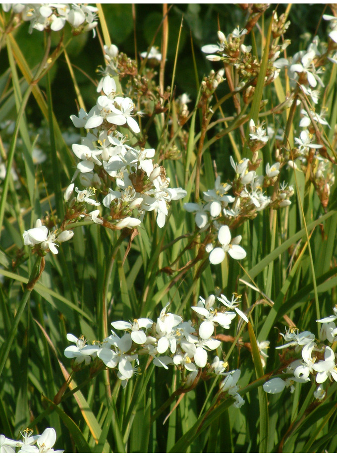 Libertia > Libertia Chilensis - The Beth Chatto Gardens