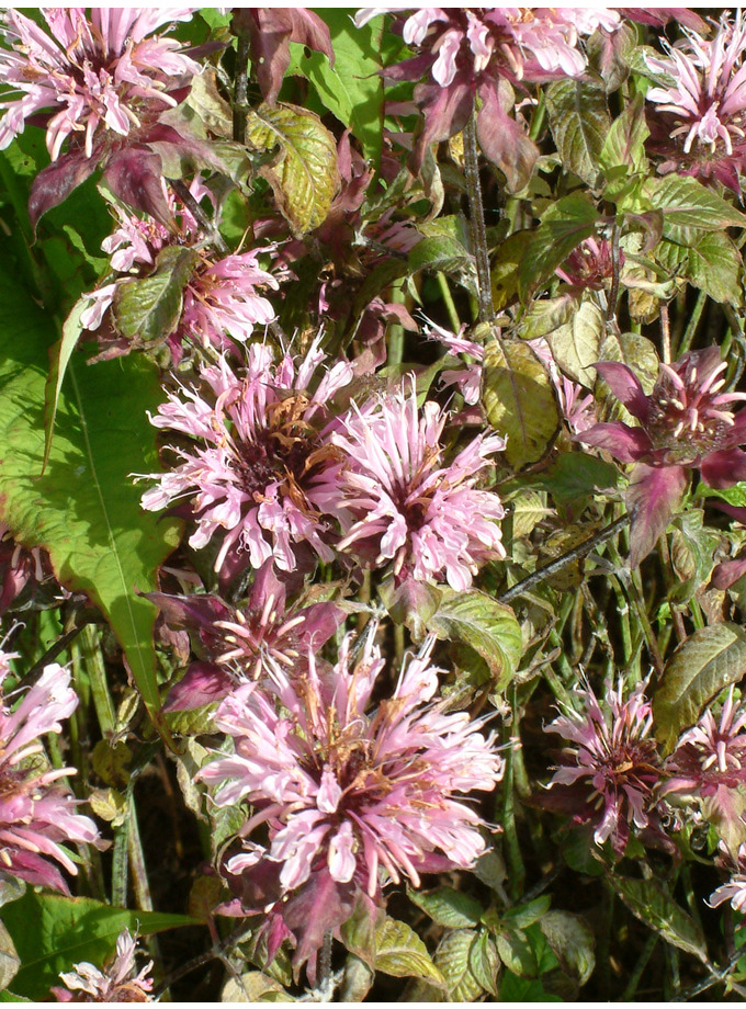 Monarda 'Beauty of Cobham' - The Beth Chatto Gardens