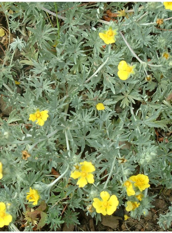 Potentilla calabra - The Beth Chatto Gardens