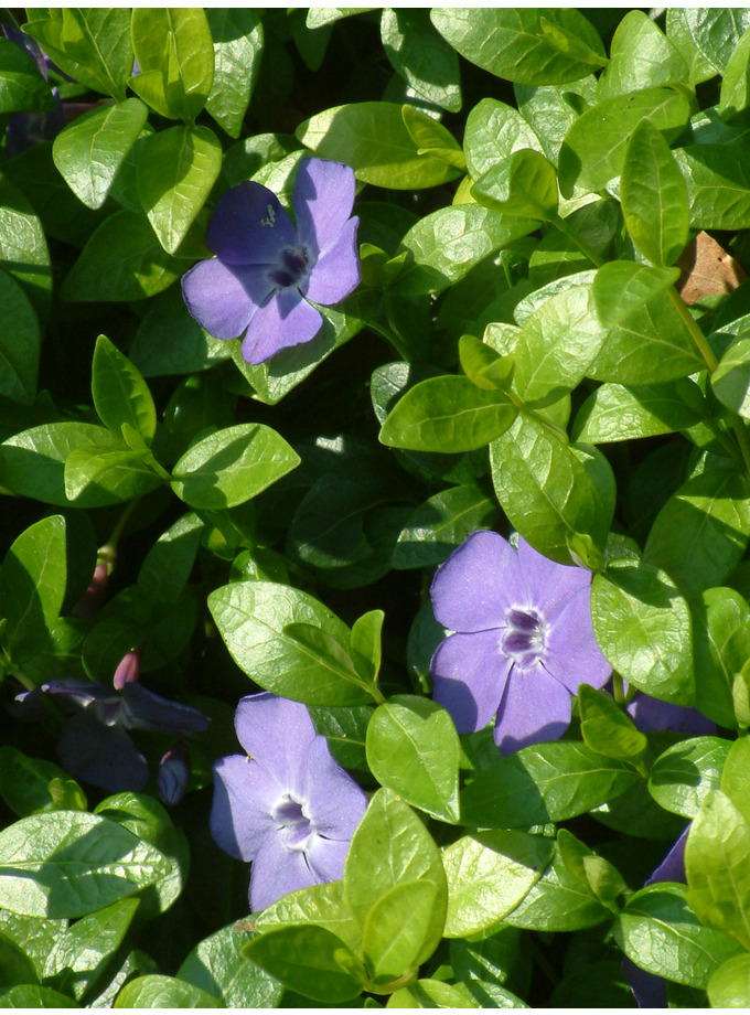 Vinca minor 'La Grave' The Beth Chatto Gardens