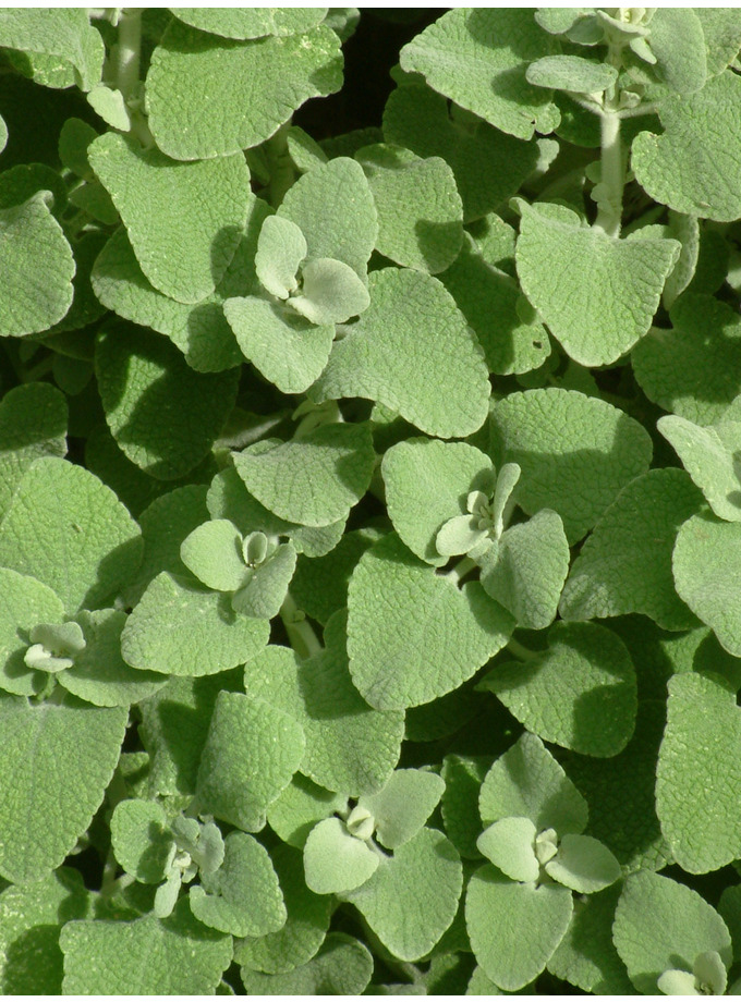 Ballota Pseudodictamnus - The Beth Chatto Gardens