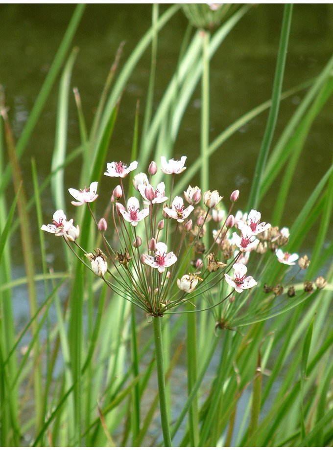 Butomus Umbellatus - Pianta Acquatica Viva, Diametro Vaso 9 Cm, Per Laghetti E Giardini Acquatici - Foto 9