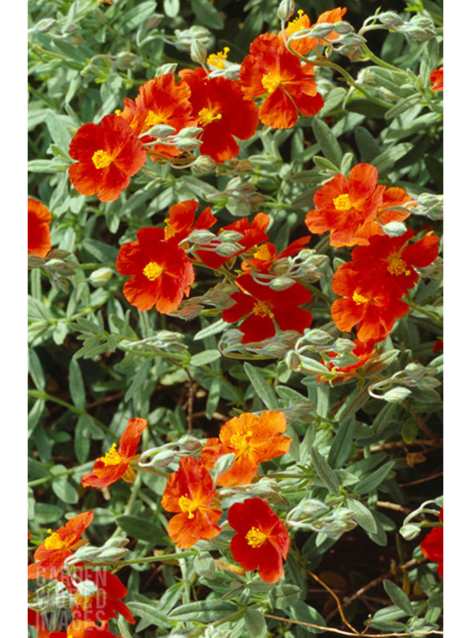 Helianthemum ‘Fire Dragon’ - The Beth Chatto Gardens