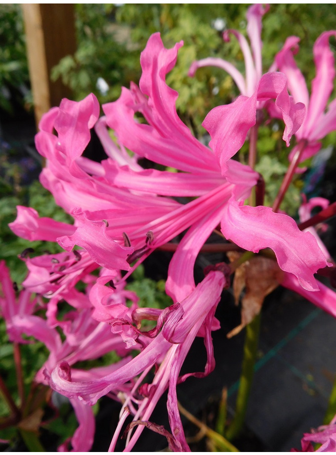 Nerine Bowdenii 'isabel' - The Beth Chatto Gardens