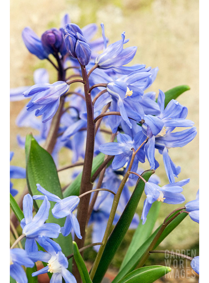 Chionodoxa sardensis - The Beth Chatto Gardens