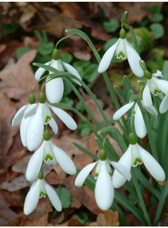 Galanthus 'magnet' X 3 Bulbs - The Beth Chatto Gardens