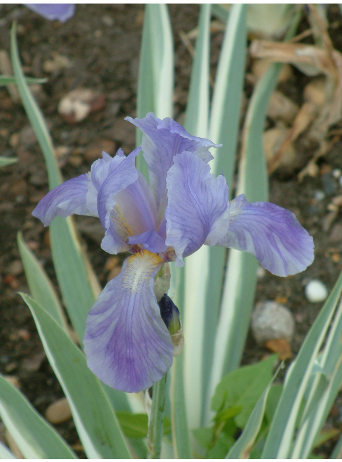 Iris Pallida Argentea Variegata The Beth Chatto Gardens